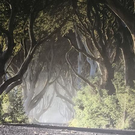 Dark Hedges Cottage 巴利卡斯尔 外观 照片